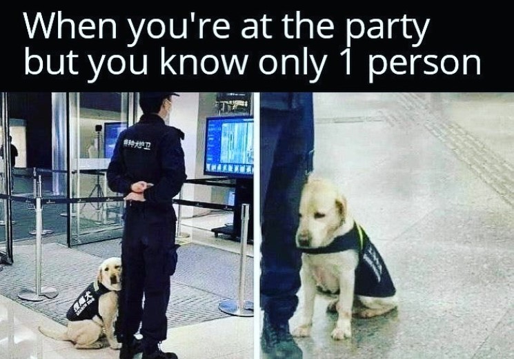 a two-photo collage with a caption that reads "when you're at the party but you know only 1 person." the first shows a dog sitting close to and resting on someone's leg. the second is a closeup of that dog.