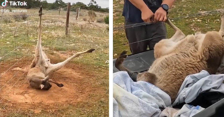 a two-photo collage. the first is of a kangaroo laying on the ground, feet in the air, as he struggles with having a foot caught in the barb wire fence he’s laying next to. the second is of the same kangaroo, foot still stuck, as he now lays in the bed of a truck with a towel on his face. a man is working to free the kangaroo’s foot.