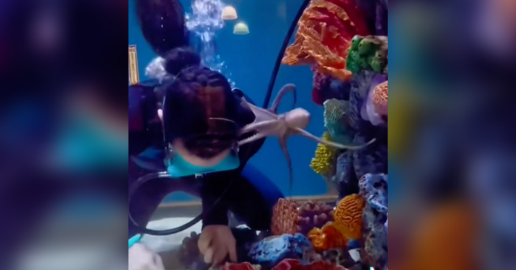 aquarium worker trying to clean an octopus water tank and the octopus is clinging onto her