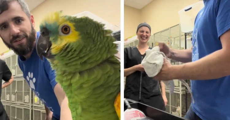 a two-photo collage. the first is of a man holding a bright green bird, paco, to the camera. the second is of a woman laughing as that same man holds paco in a cloth in his hands.