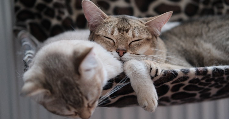 two cats cuddling as the sleep in a leopard print bed.