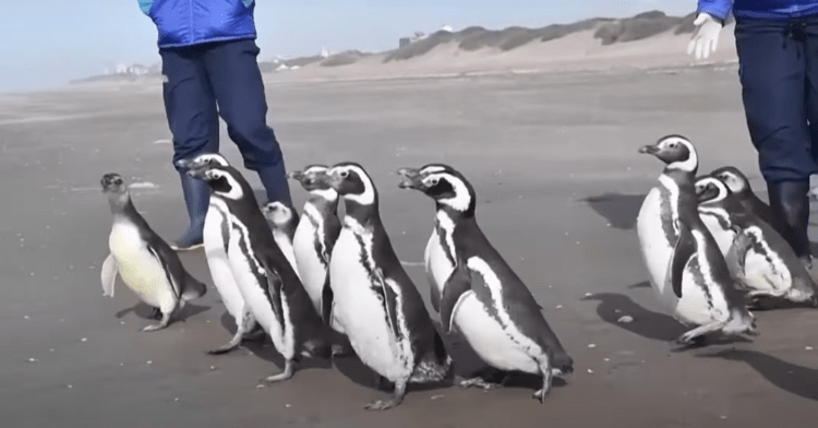 12 rehabilitated penguins released and walking into the ocean in argentina.