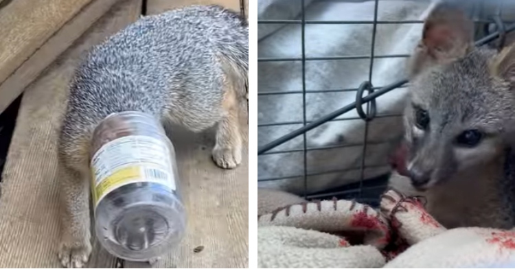 two-photo collage. on the left there is a picture of a baby fox with his head trapped in a peanut butter jar. on the right there is a picture of the baby fox freed from the jar.