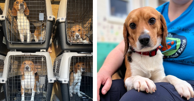 two-photo collage. on the left there is a picture of the rescued beagles on their cages. on the right there is a picture of one rescued beagle on someone's lap