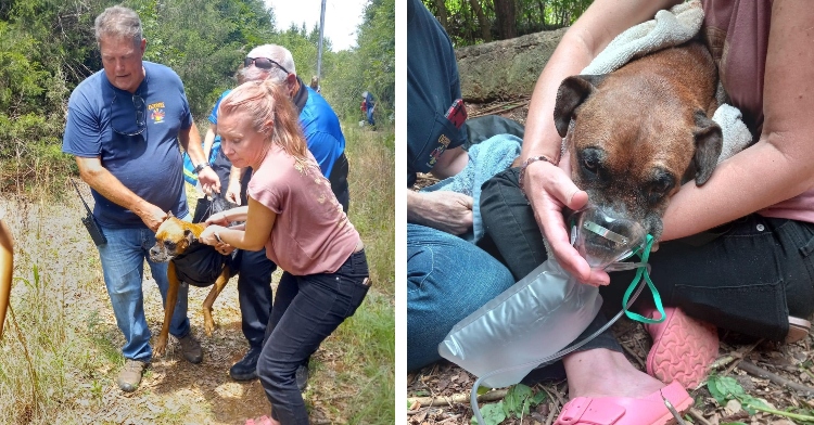 animal rescuers carry wounded boxer dog to safety after rescuing animal from well