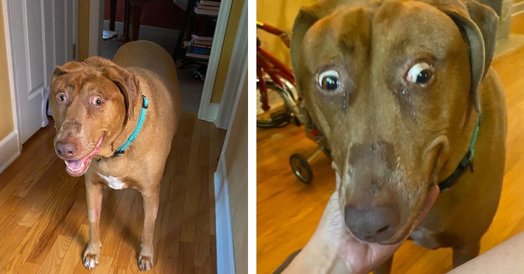 a two-photo collage. Belle the dog with shocked facial expression