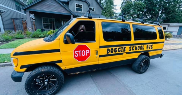 black dog behind the wheel of doggie school bus