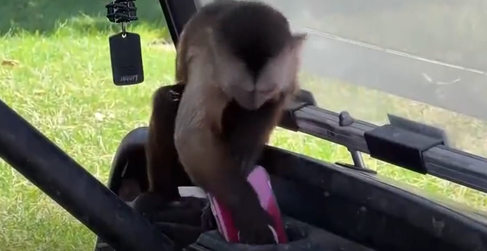 Route the capuchin monkey finds a cell phone in the golf cart