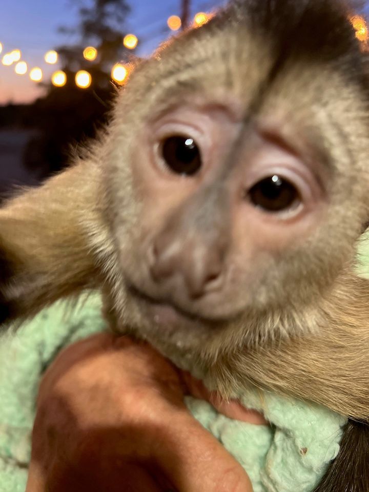 Route the baby capuchin monkey who dialed 911 by accident.