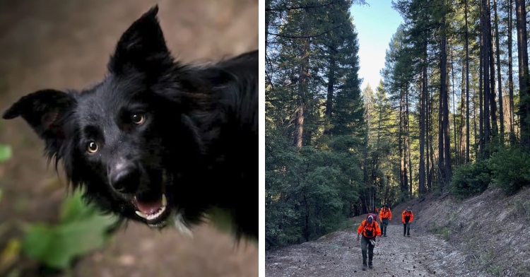 black border collie named Saul rescues owner after fall in forest