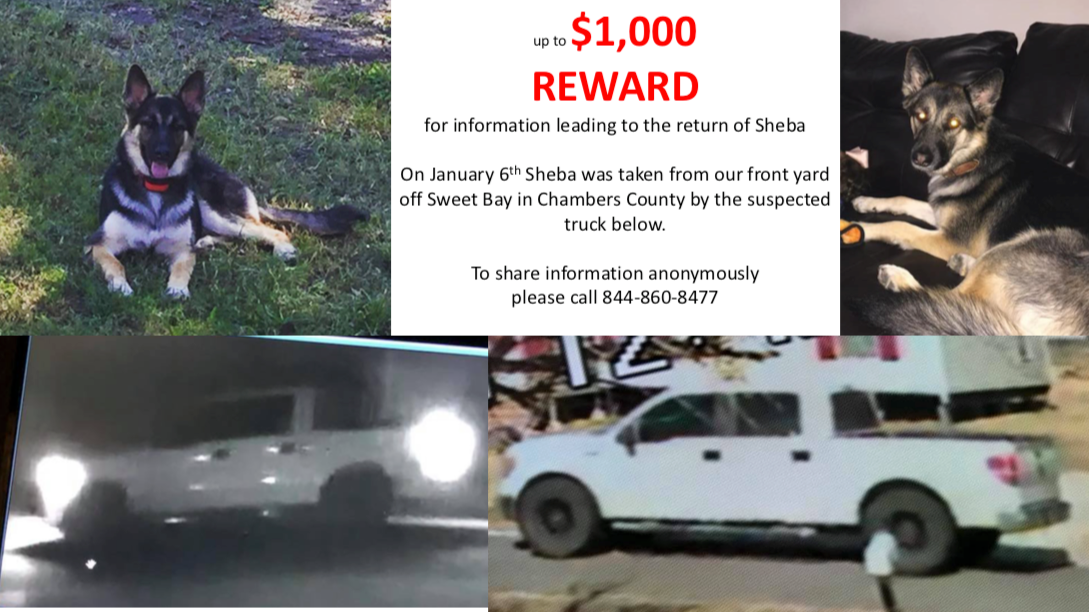 Poster offering $1000 reward for the return of stolen German shepherd dog Sheba.