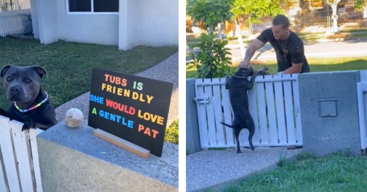 Tubs the dog greeting neighbors