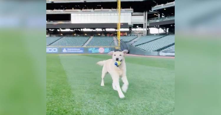 Seattle Mariners Adopt Death Row Dog And Give Him New Life — With  Unlimited Balls! – InspireMore