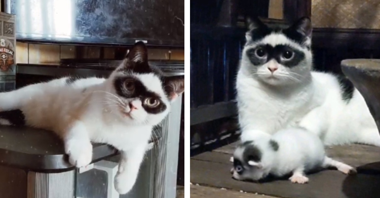cat that looks like Zorro and his son