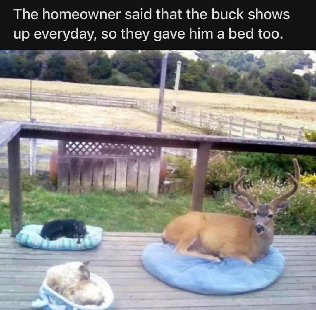 a deer sitting in a dog bed next to two dogs in their beds