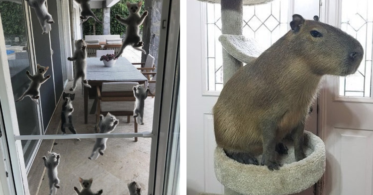 kittens clinging to screen door and a capybara sitting in a cat tree