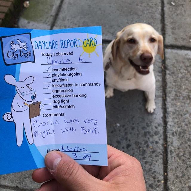 dog showing off his good grades from doggy daycare report card.