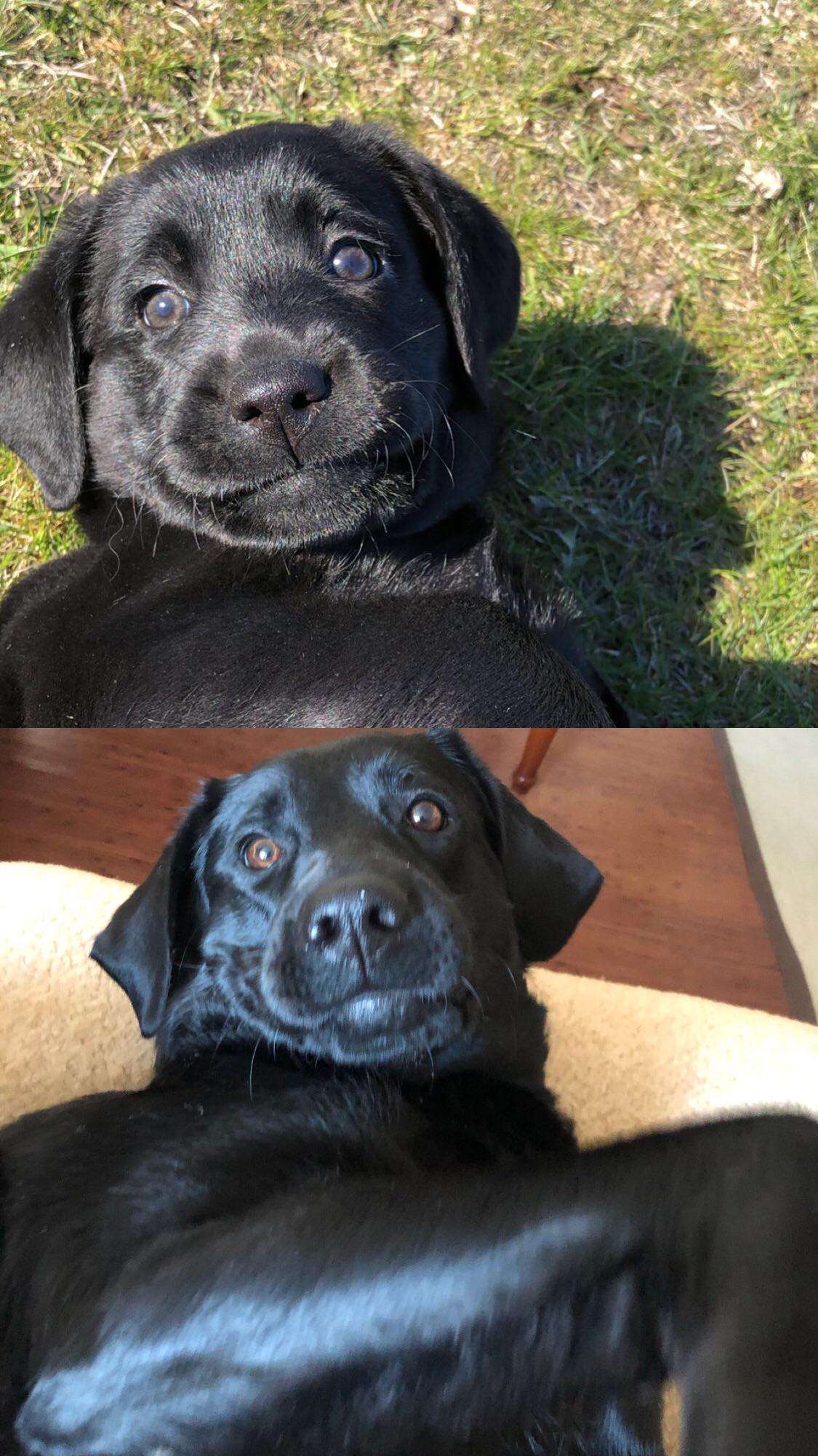 black dog as a puppy and 2 years later. the look on his face is exactly the same in both pictures