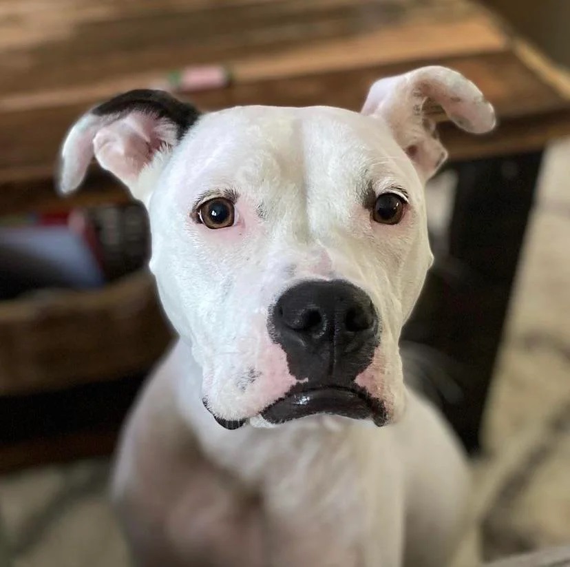 white pit bull dog that just got certified as a therapy dog