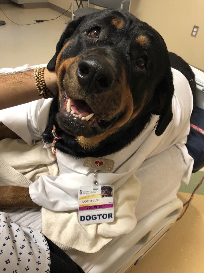 dog dressed in doctor coat wearing hospital name tag that says "Dog-tor."