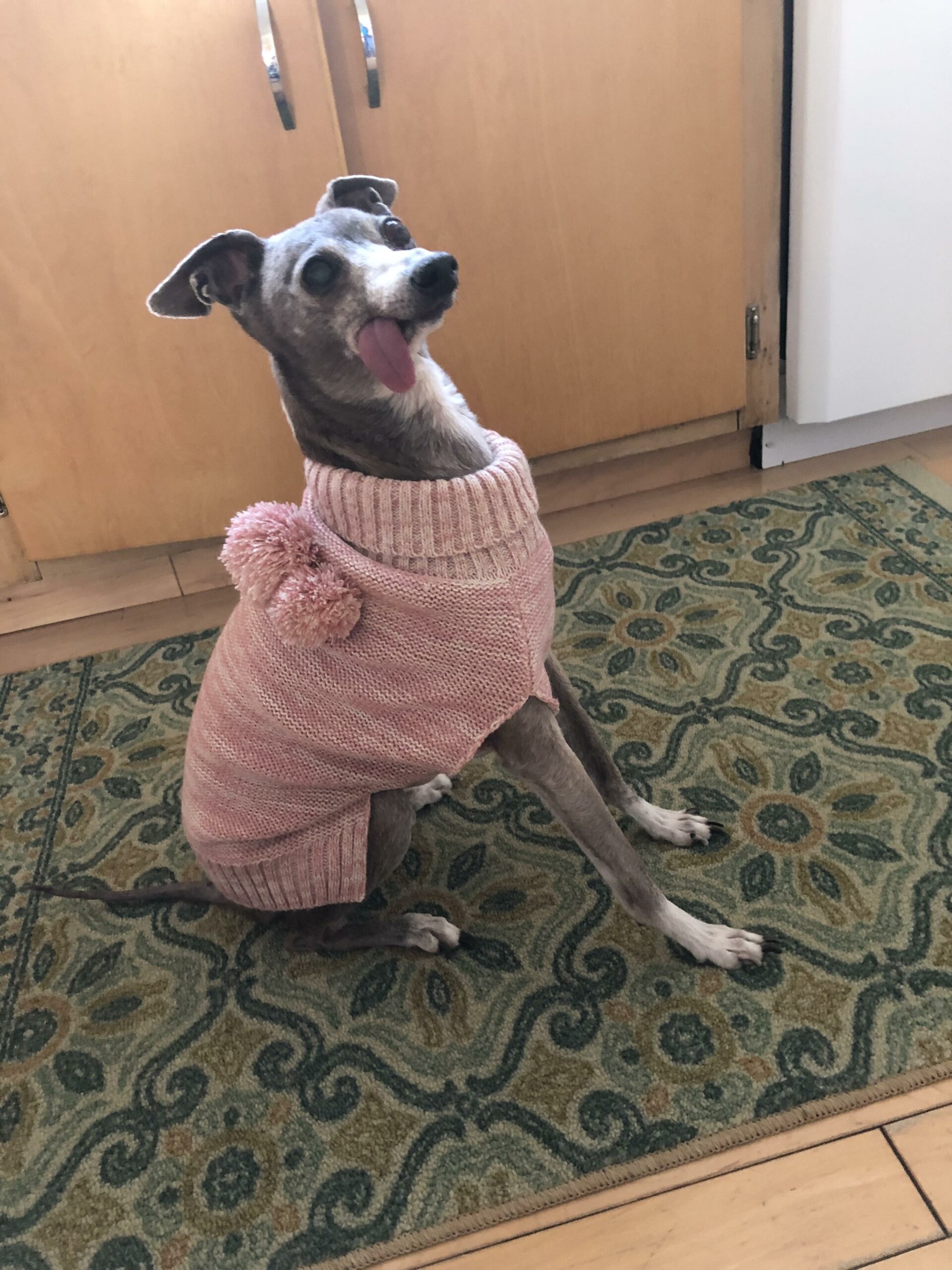 dog with tongue out wearing a pink sweater