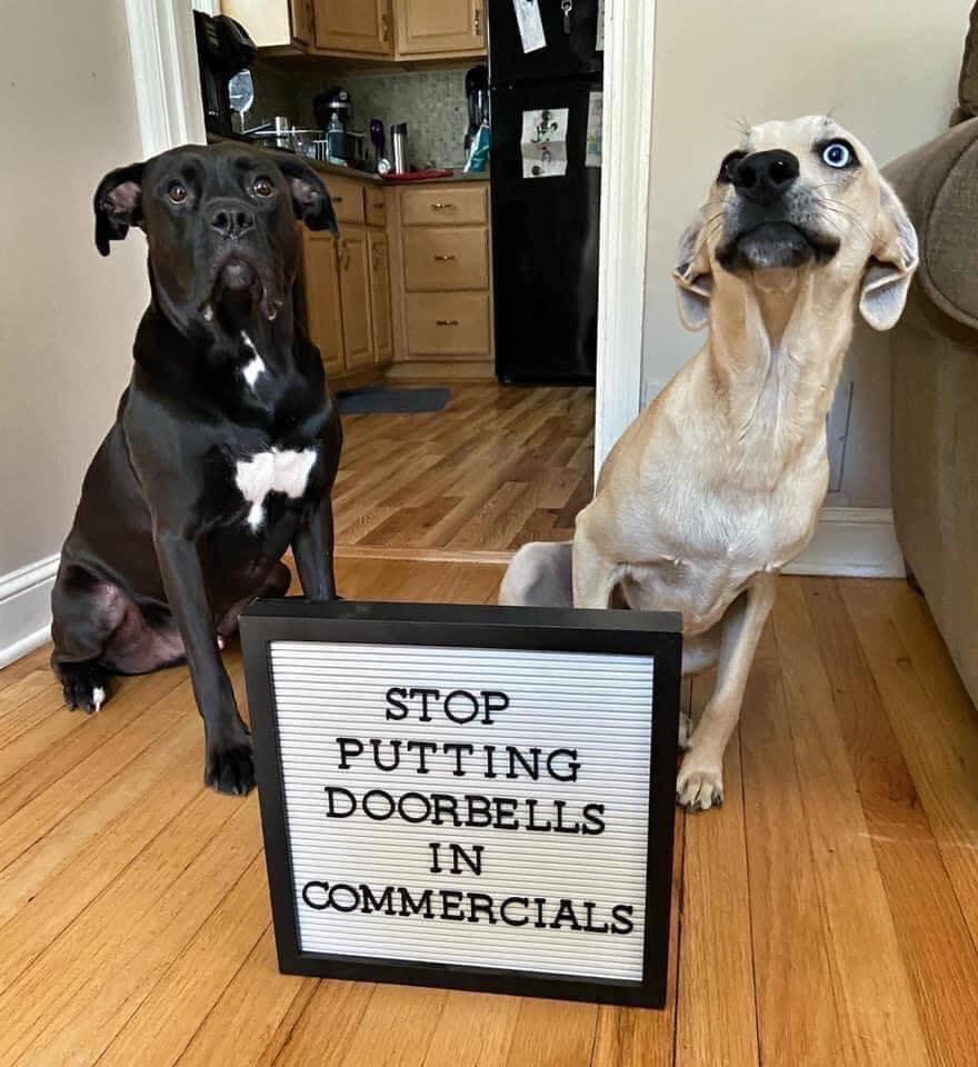 two dogs holding a sign that says "please stop putting doorbells in commercials"