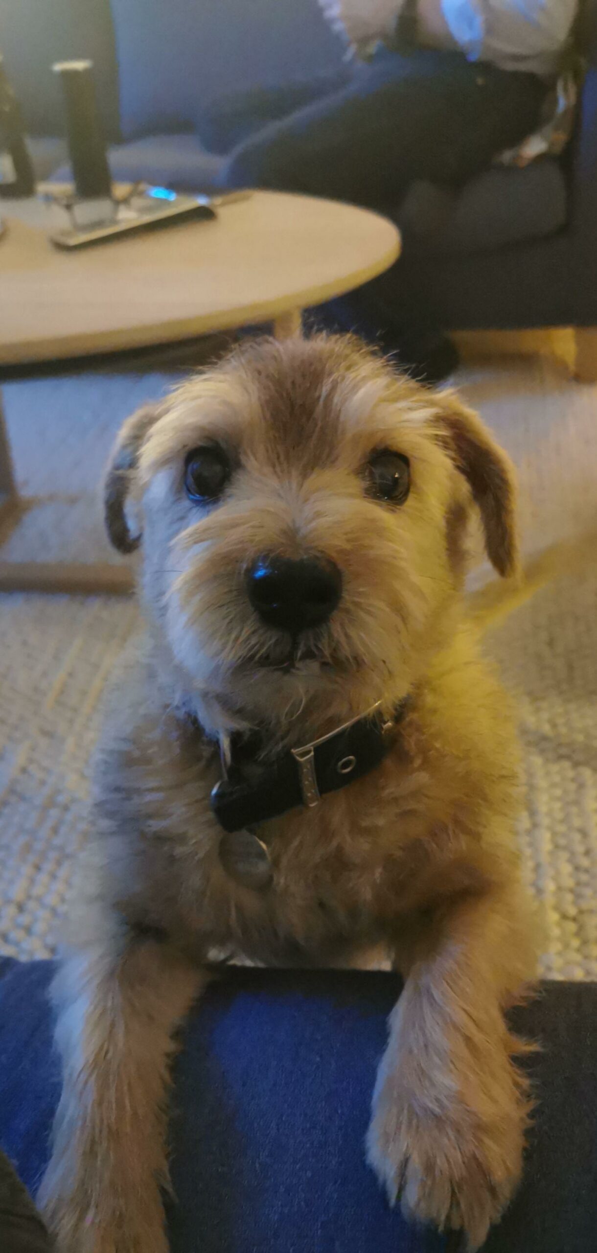 small terrier dog looking directly into camera
