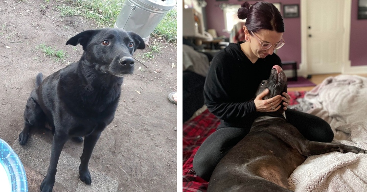 black dog sitting and black dog lying on bed cuddling with smiling woman