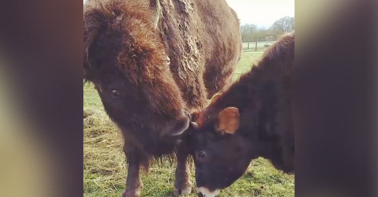 blind bison giving love to cow