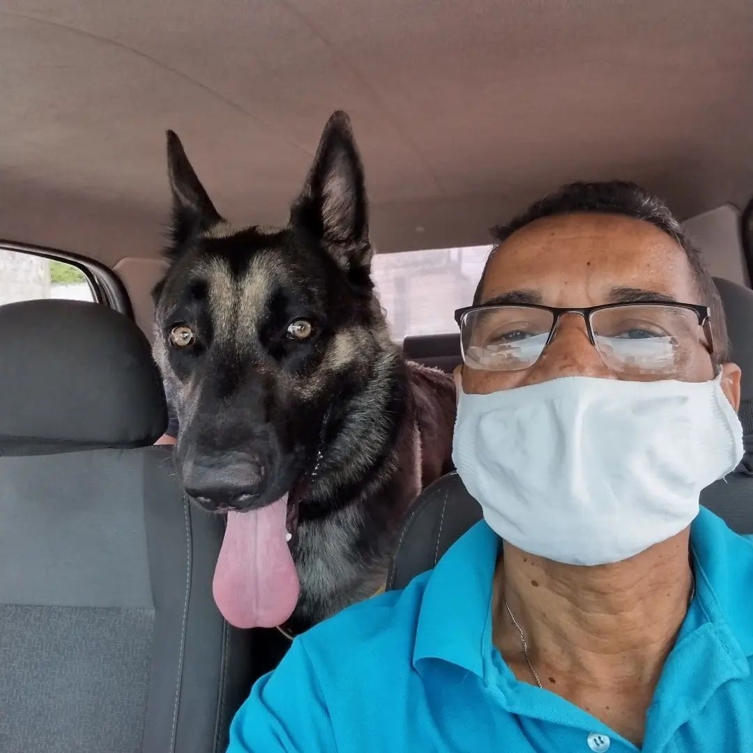 Hamilton Taurino in car with black German shepherd dog
