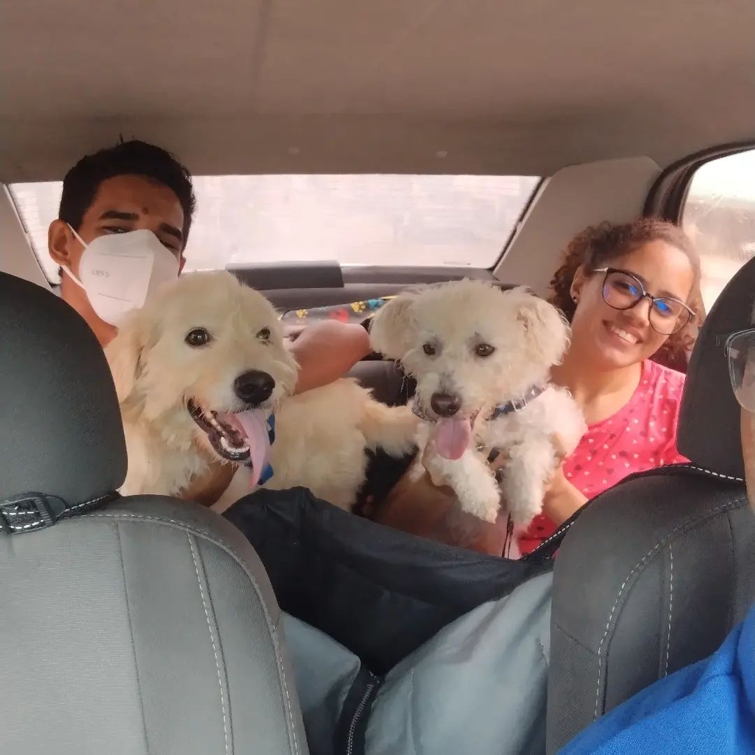 two passengers in Hamilton Taurino's car with their two white dogs