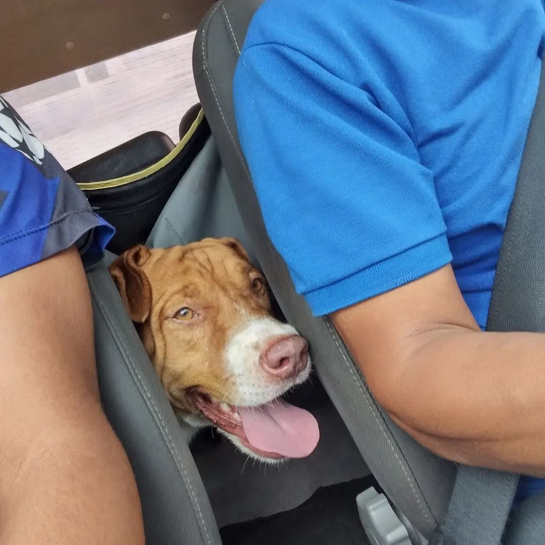 dog forcing his face between the seats in Hamilton Taurino's car 