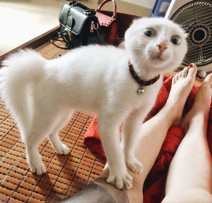 white cat with freaked out look on his face