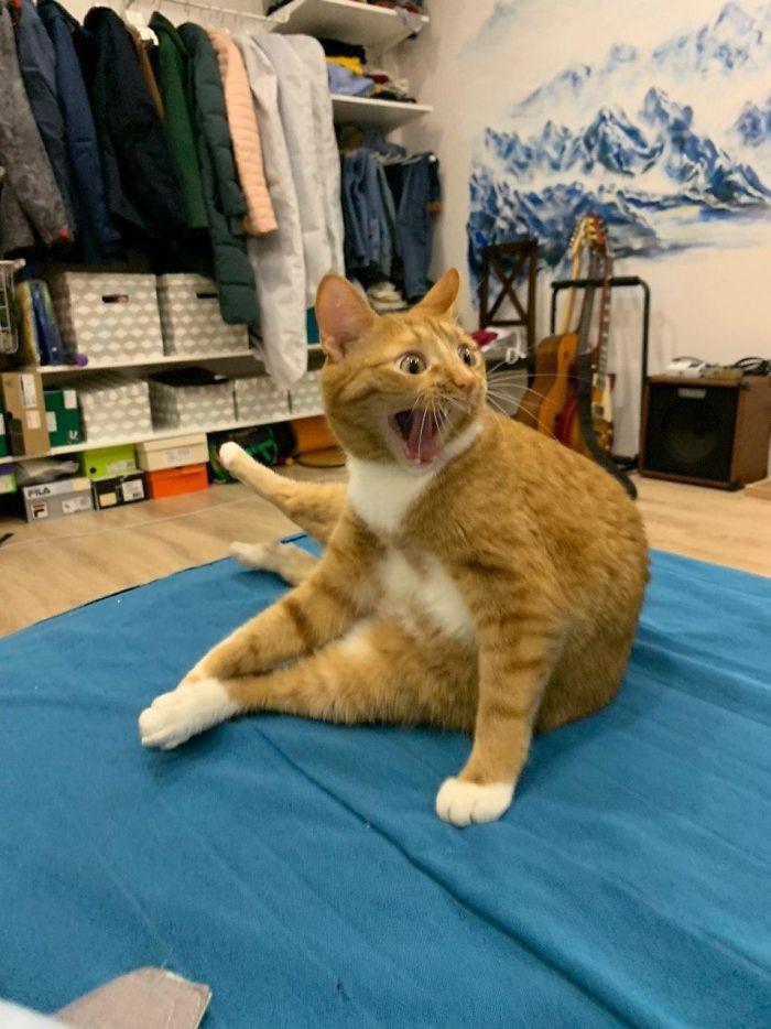 orange cat that looks shocked at something off camera