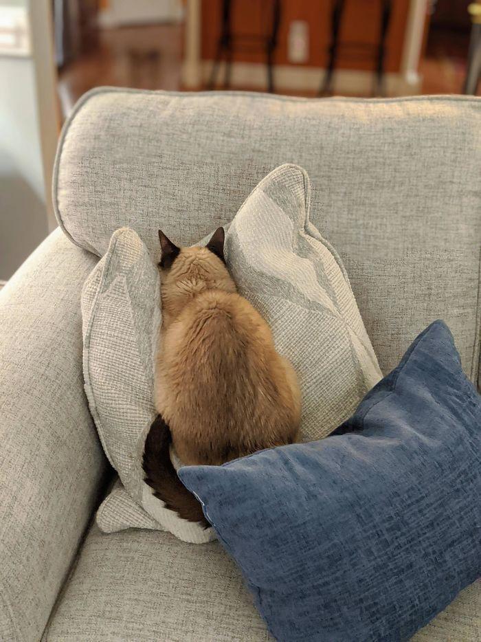 cat lying with face smooshed into the couch