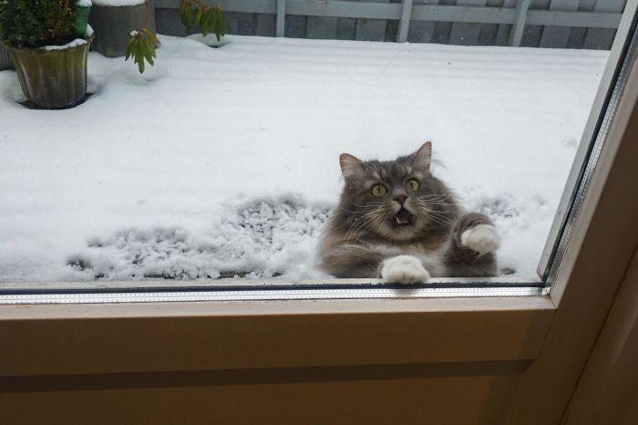 fluffy gray and white cat frantically pawing at glass door, asking to be let inside