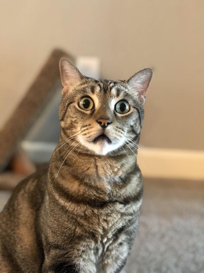 gray tabby looking surprised and sad