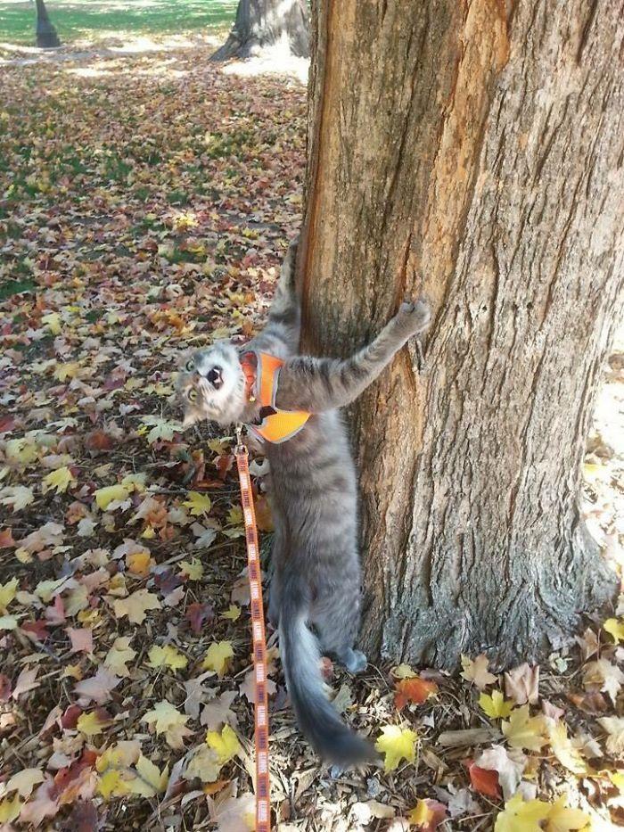 cat on leash hugs tree and makes crazed facial expression