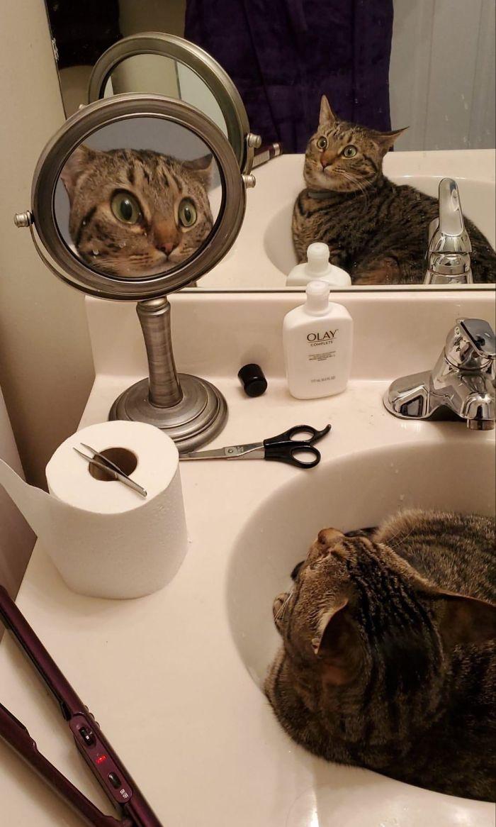 cat sitting in bathroom sink with close-up mirror showing his startled face