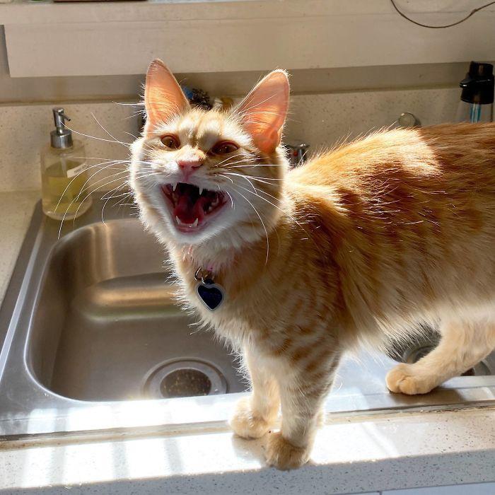 orange cat on counter with mouth wide open, looks like he's yelling at someone