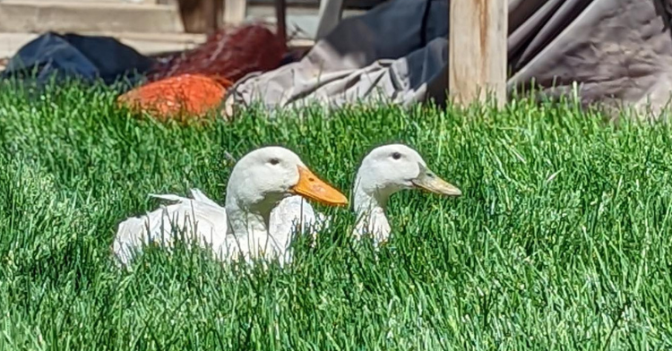 ducks gompers and puddles laying on the grass together