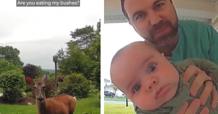 deer caught on Ring doorbell, dad holds baby up to ring doorbell camera