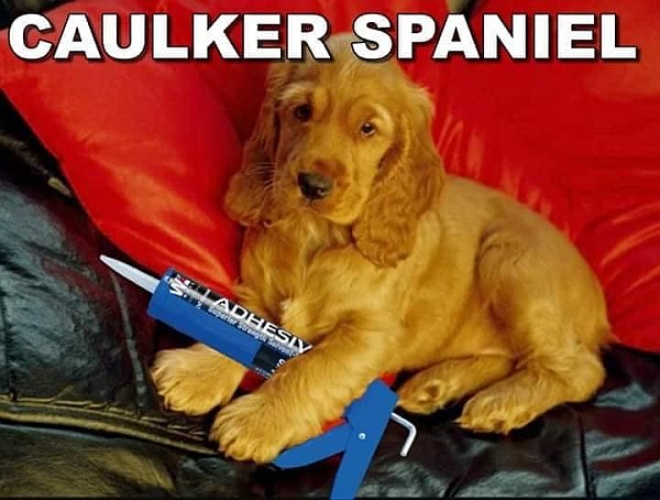a picture of a cocker spaniel dog with that appears to be carrying a caulker tool and a caption that says "caulker spaniel."