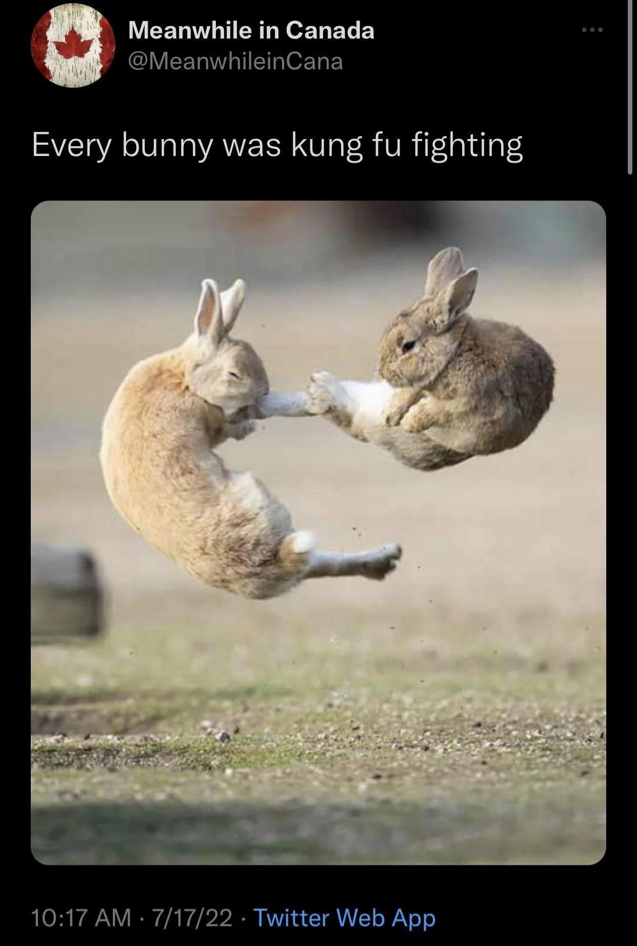 a picture of two bunnies that look like they're kung fu fighting and a caption that says "every bunny was kung fu fighting" 