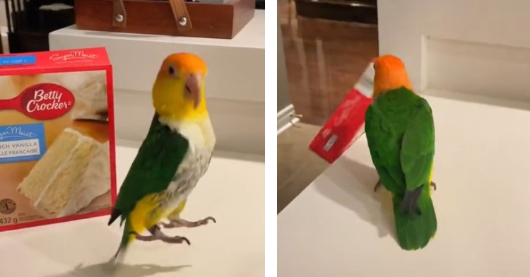 a two-photo collage. the first is of a green, orange, yellow, and white bird named hubert. he is mid-hop on a counter. behind him is a betty crocker French vanilla cake mix box. the second is of hubert is looking at the cake mix box as it falls off the counter after he pushed it.