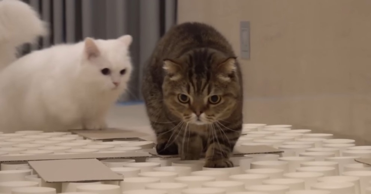 closeup of two cats navigating crossing a hall filled with 500 paper cups. one is closer to the camera, concentrating as it walks. the other is following close behind.