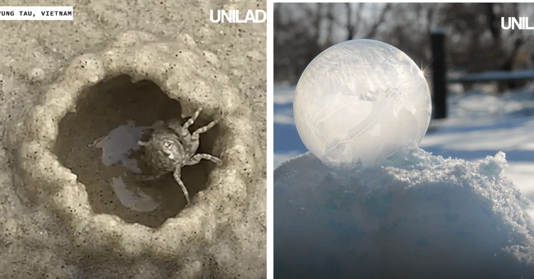 a two-photo collage. on the left there is a picture of a crab building a home made of sand. on the right there is a picture of a bubble coming out of snow that looks like a fortune ball.