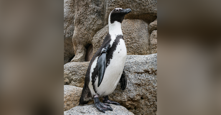 lucas the penguin standing on a rock