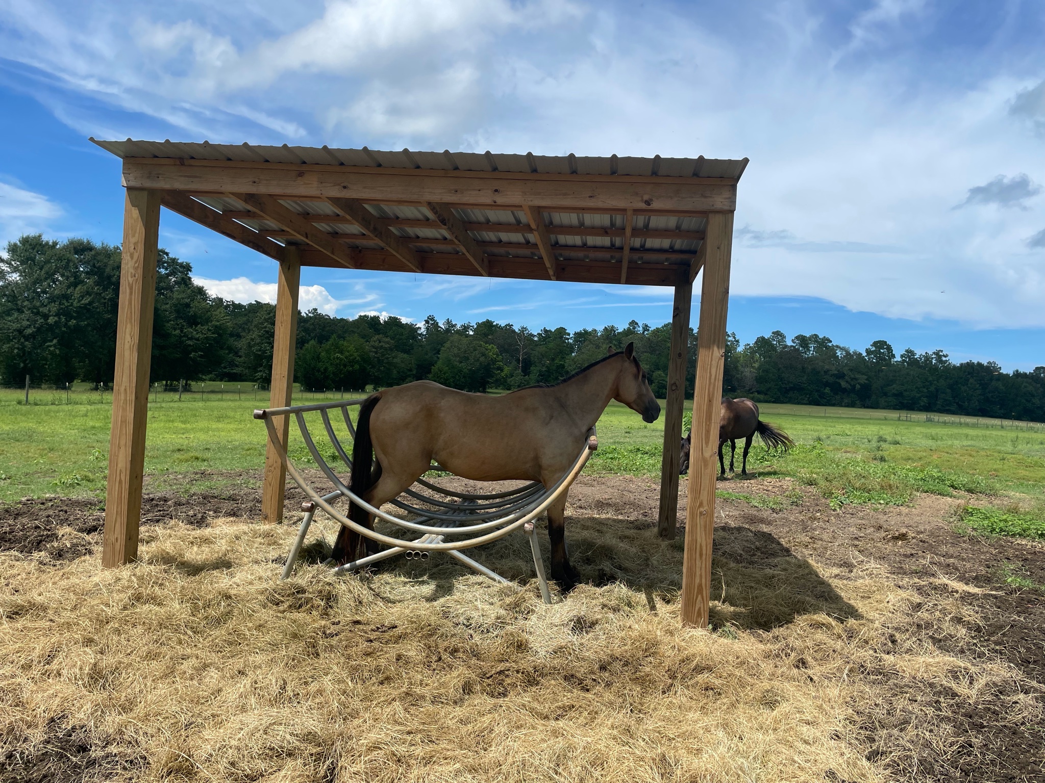 side view of pixie the horse stuck inside a hay rack.