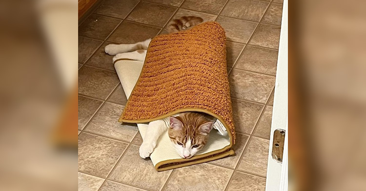 pumpkin the orange cat “hiding” under a bathmat which is also orange. the bathmat only covers his torso, making his head, two of his legs, and his tail visible. the bathmat is partially on top of him but he’s also laying on top of part of it.
